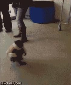 Ikea monkey just walking around