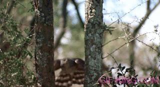 Hawk Flying Between Trees