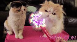 Cat play with lights