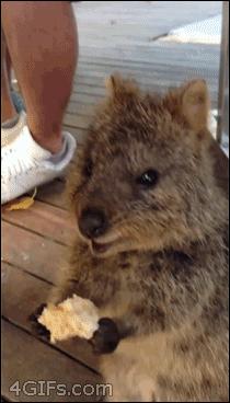 so cute quokka