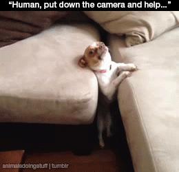 human, put down the camera and help