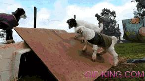 Goats Have Fun On Some Wood