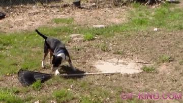 Dog Rakes The Yard