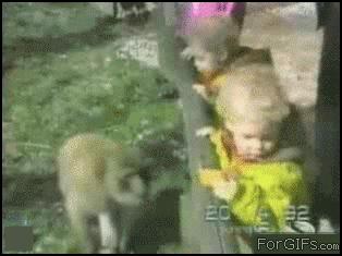 Monkey Steals Food