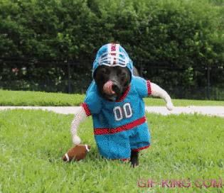 Dog in a Football Player Costume