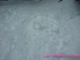 Dog Pops Out Of Pile Of Snow