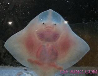 Dancing Baby Stingray