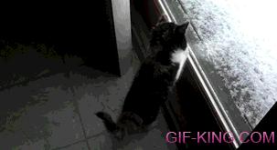 Kitten Excited To Snow