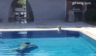 Guy in swimming pool scares cat