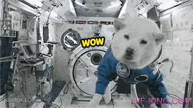 Doge In Space