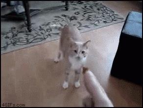 kitty enjoying a cookie