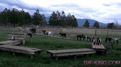 Hilarious Goat Play Time with Metal Sheet