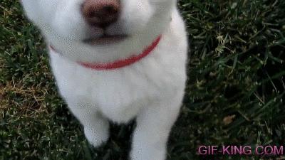 cutest puppy fail