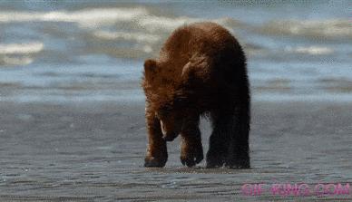 Cute Clumsy Baby Baer