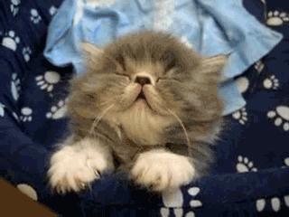 Sleepy Kitten