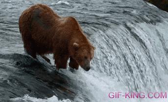 Salmon Attacks Bear