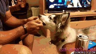 Husky Eats Some Watermelon