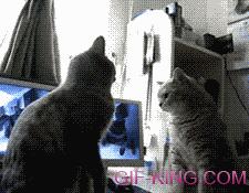 Cats Funny Fighting