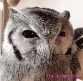 Evil Owl