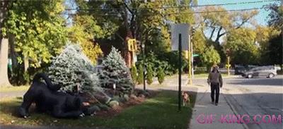 Dog gets scared of cat lawn decoration