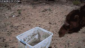 Camel Scared by Plastic Bin