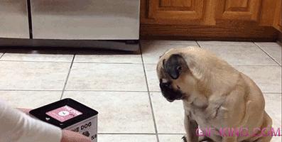 Funny Pug Reaction