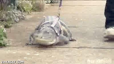 Just walking with my pet alligator