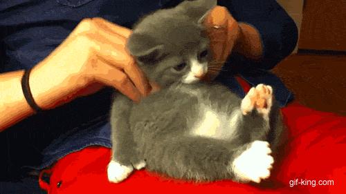 Giving my kitty a massage