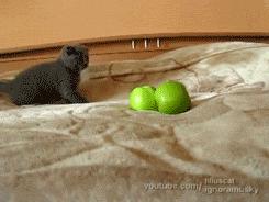 Kitten vs. Two Scary Things