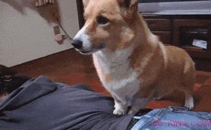 Dog Massage