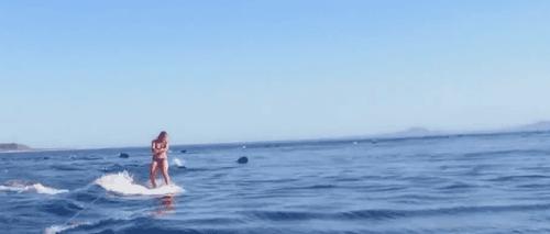 Wakeboarding with dolphins