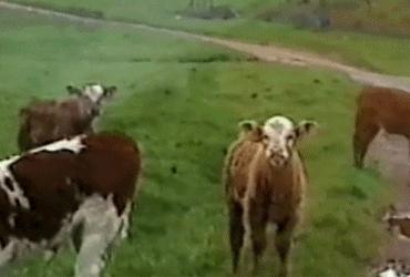 Cow sprinkler