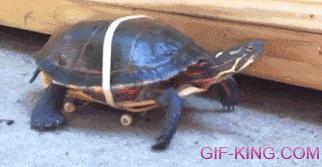 Turtle On A Skateboard