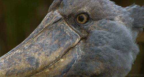 cool shoebill