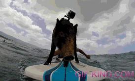 Surfing Pig