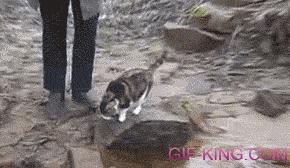 Cat Avoiding The Water