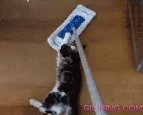 Swiffer Cats