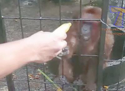 Monkeys Are So Uncouth