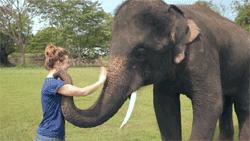 Elephant waves goodbye