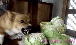 Corgi Really Wants Some Lettuce