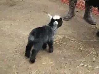 cutest baby goat