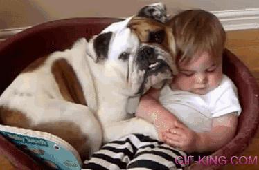 Bulldog Cuddling Baby