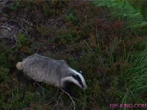 Anteater: NOPE