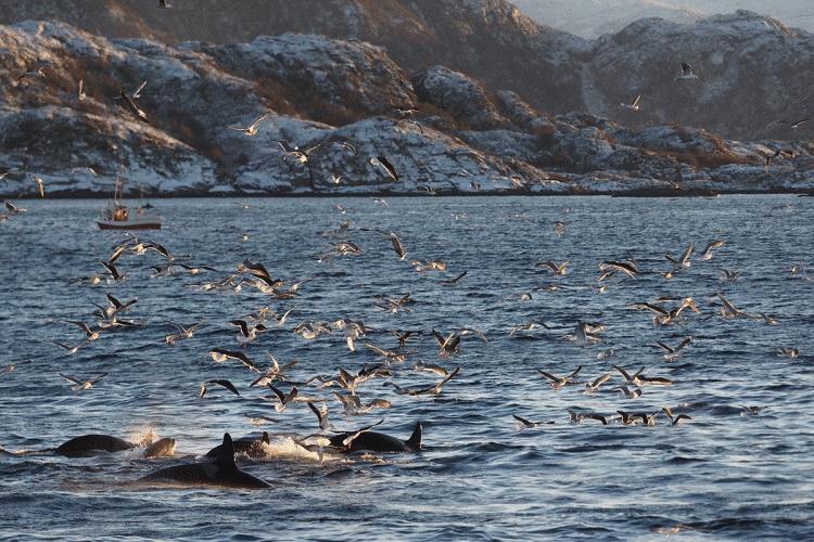 Antarctic Cruise