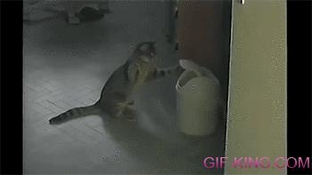 cat vs trash can