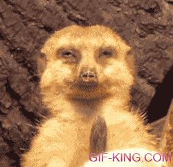 best funny meerkat