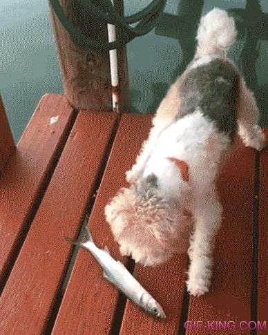 Funny Dog Reaction to Fish