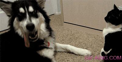 Funny pictures of cats and dogs