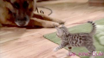 Kitten Discovers Dog Friend