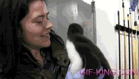 Penguin Baby